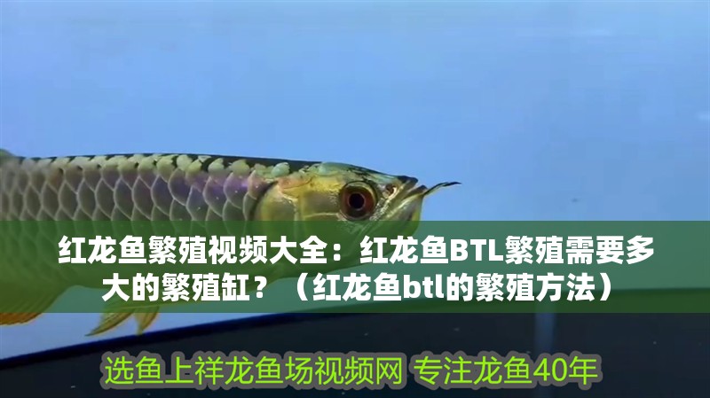 紅龍魚繁殖視頻大全：紅龍魚BTL繁殖需要多大的繁殖缸？（紅龍魚btl的繁殖方法）