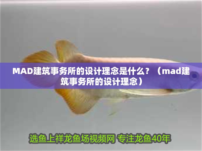 我的虎魚真菌感染了要怎么處理 MAD建筑事務所的設計理念是什么?(mad建筑事務所的設計理念) 龍魚百科 MAD建筑事務所的設計理念是什么?(mad建筑事務所的設計理念) MAD建筑事務所的設計理念是什么?(mad建筑事務所的設計理念) 龍魚百科