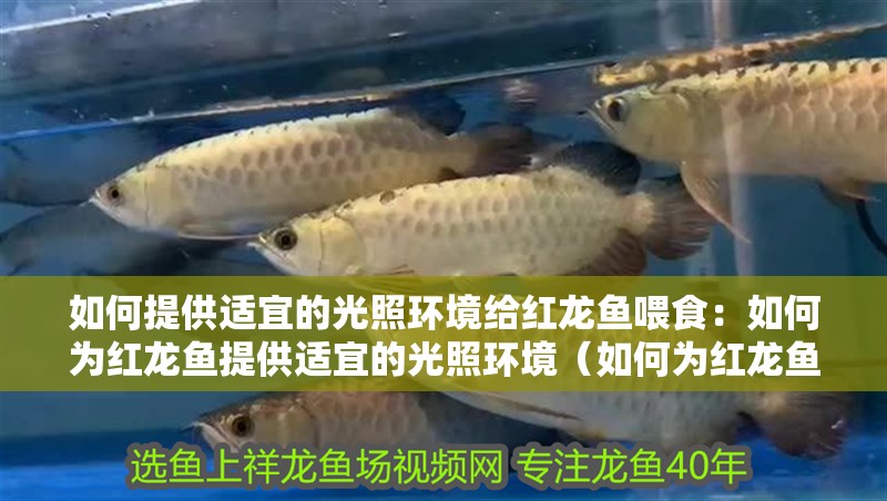 如何提供適宜的光照環境給紅龍魚喂食：如何為紅龍魚提供適宜的光照環境（如何為紅龍魚提供適宜光照環境）
