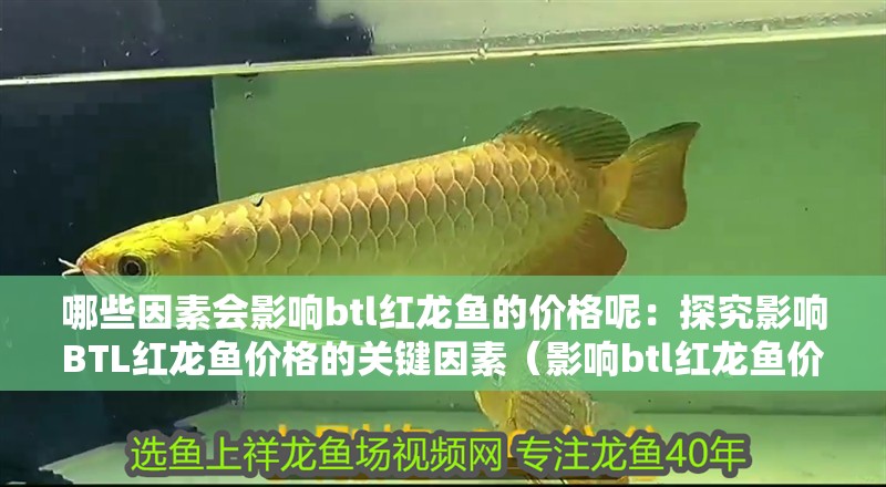 哪些因素會影響btl紅龍魚的價格呢：探究影響B(tài)TL紅龍魚價格的關(guān)鍵因素（影響btl紅龍魚價格的主要因素）