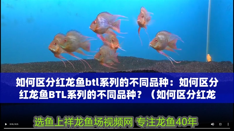 如何區(qū)分紅龍魚btl系列的不同品種：如何區(qū)分紅龍魚BTL系列的不同品種？（如何區(qū)分紅龍魚btl系列）