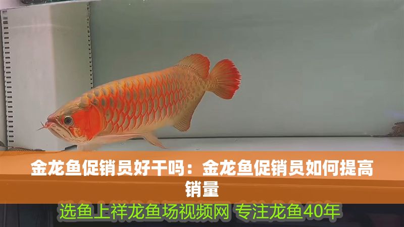 金龍魚促銷員好干嗎：金龍魚促銷員如何提高銷量