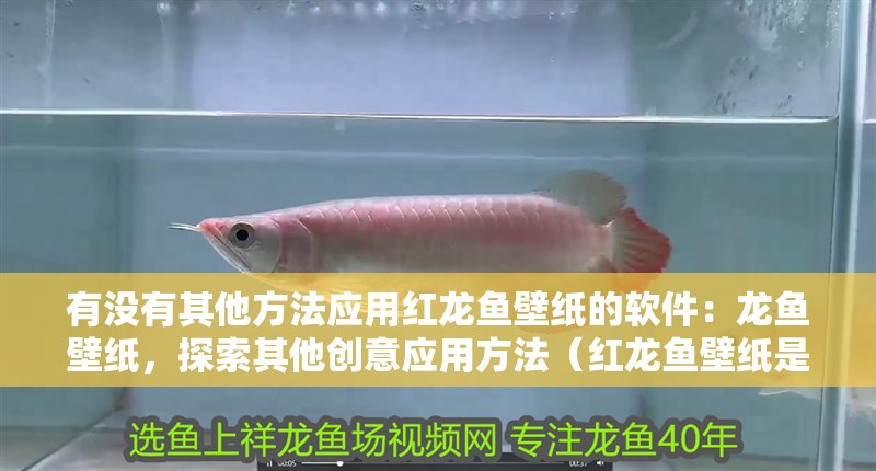 有沒有其他方法應用紅龍魚壁紙的軟件：龍魚壁紙，探索其他創意應用方法（紅龍魚壁紙是一款流行的手機應用，紅龍魚壁紙的創意應用）