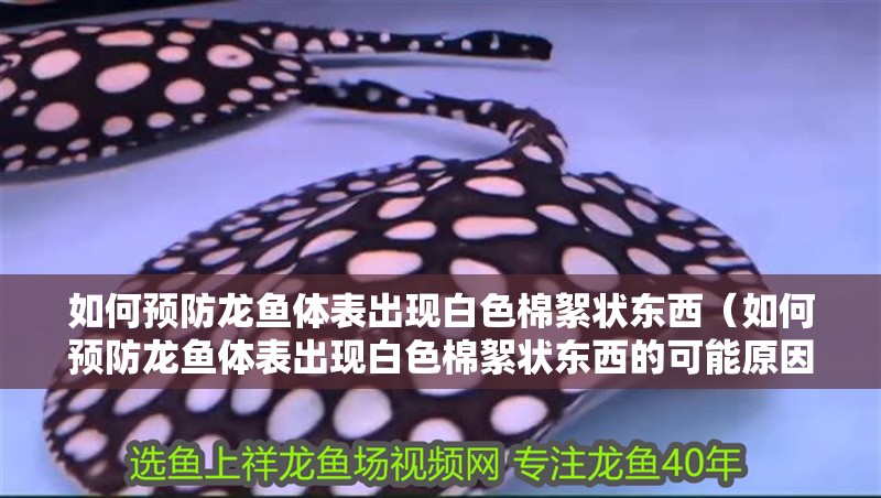 如何預防龍魚體表出現白色棉絮狀東西（如何預防龍魚體表出現白色棉絮狀東西的可能原因）