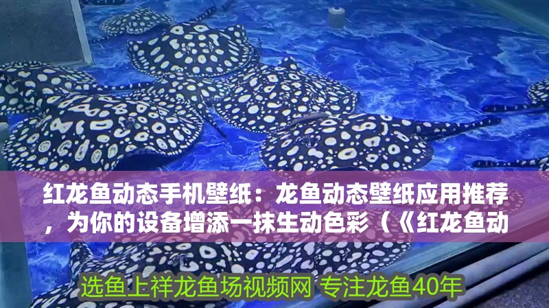 紅龍魚動態手機壁紙：龍魚動態壁紙應用推薦，為你的設備增添一抹生動色彩（《紅龍魚動態壁紙大師》） 紅龍魚動態手機壁紙：龍魚動態壁紙應用推薦，為你的設備增添一抹生動色彩（《紅龍魚動態壁紙大師》） 水族問答