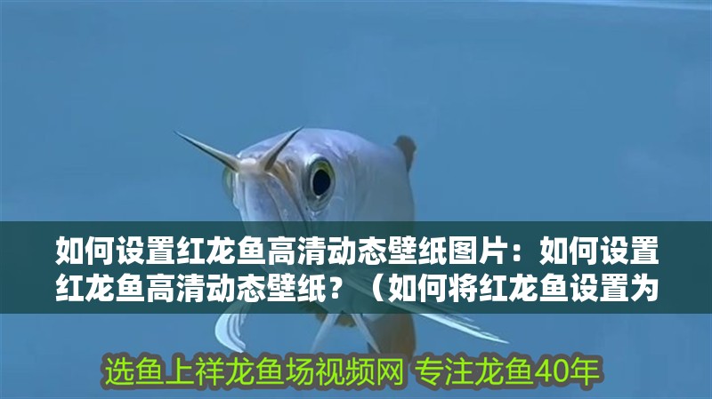 如何設置紅龍魚高清動態壁紙圖片：如何設置紅龍魚高清動態壁紙？（如何將紅龍魚設置為動態壁紙）