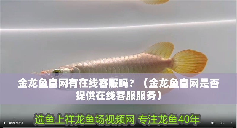 金龍魚官網有在線客服嗎？（金龍魚官網是否提供在線客服服務）