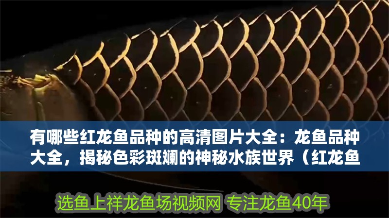有哪些紅龍魚品種的高清圖片大全：龍魚品種大全，揭秘色彩斑斕的神秘水族世界（紅龍魚品種高清圖片展示了一只紅龍魚的品種和優雅的姿態）