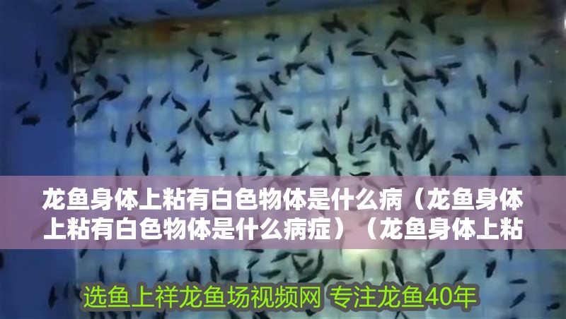龍魚身體上粘有白色物體是什么病（龍魚身體上粘有白色物體是什么病癥）（龍魚身體上粘有白色物體是什么病癥詳解龍魚身體上粘有白色物體）