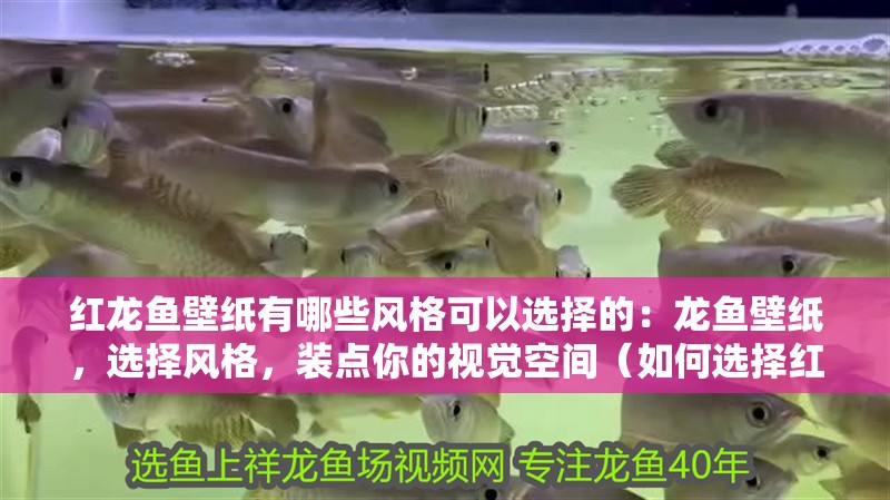 紅龍魚壁紙有哪些風格可以選擇的：龍魚壁紙，選擇風格，裝點你的視覺空間（如何選擇紅龍魚壁紙）