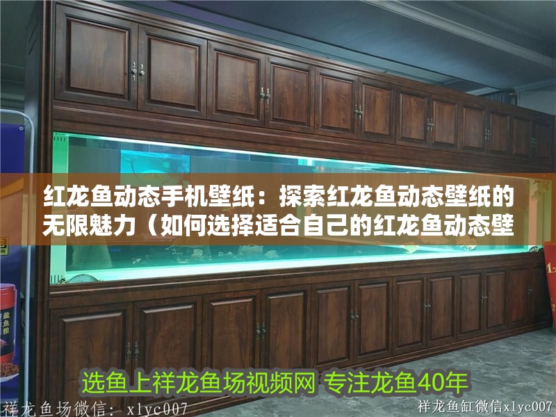 紅龍魚動(dòng)態(tài)手機(jī)壁紙：探索紅龍魚動(dòng)態(tài)壁紙的無限魅力（如何選擇適合自己的紅龍魚動(dòng)態(tài)壁紙）