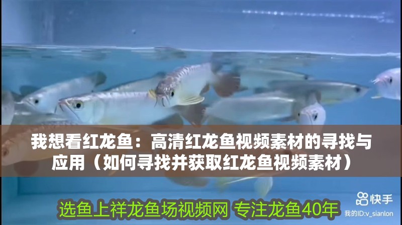 我想看紅龍魚(yú)：高清紅龍魚(yú)視頻素材的尋找與應(yīng)用（如何尋找并獲取紅龍魚(yú)視頻素材）
