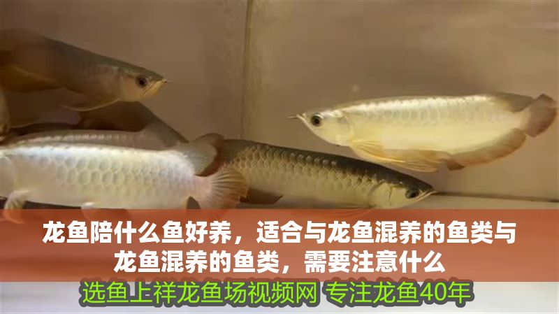 龍魚陪什么魚好養，適合與龍魚混養的魚類與龍魚混養的魚類，需要注意什么