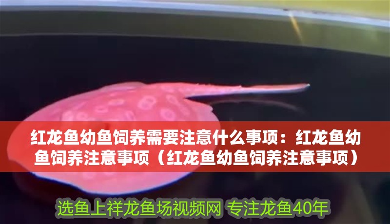 紅龍魚幼魚飼養(yǎng)需要注意什么事項(xiàng)：紅龍魚幼魚飼養(yǎng)注意事項(xiàng)（紅龍魚幼魚飼養(yǎng)注意事項(xiàng)）