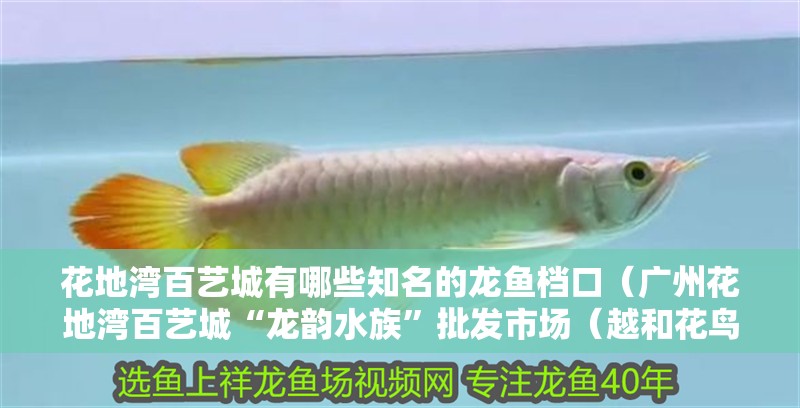 花地灣百藝城有哪些知名的龍魚檔口（廣州花地灣百藝城“龍韻水族”批發市場（越和花鳥魚藝大世界））