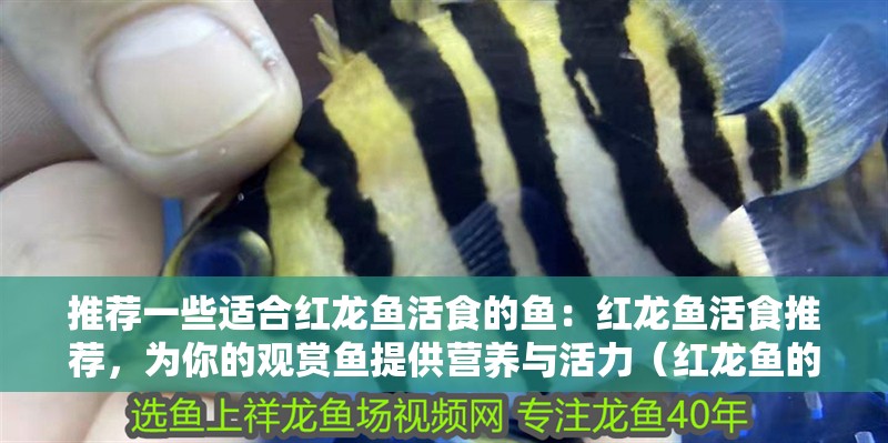 推薦一些適合紅龍魚活食的魚：紅龍魚活食推薦，為你的觀賞魚提供營養與活力（紅龍魚的活食喂養方法）