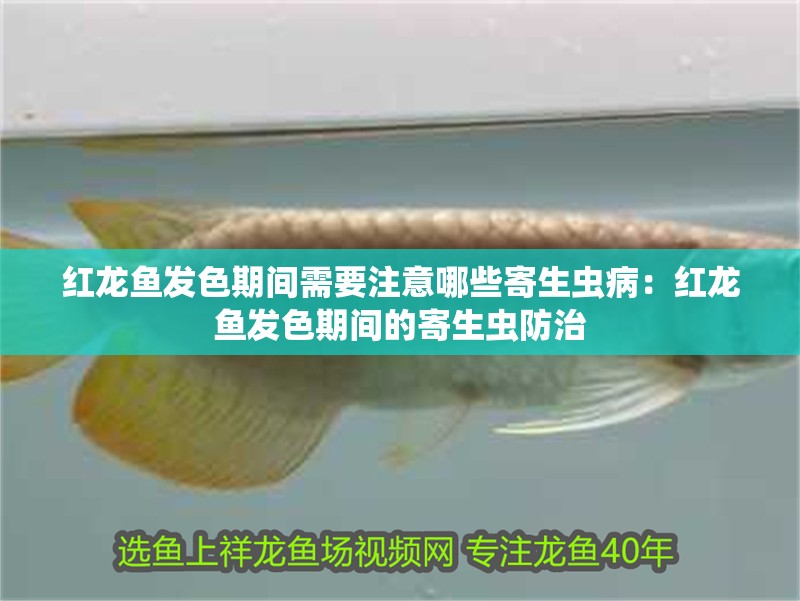 紅龍魚發(fā)色期間需要注意哪些寄生蟲?。杭t龍魚發(fā)色期間的寄生蟲防治