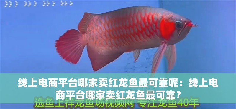 線上電商平臺哪家賣紅龍魚最可靠呢：線上電商平臺哪家賣紅龍魚最可靠？