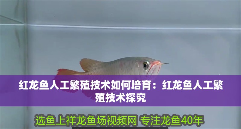 紅龍魚人工繁殖技術如何培育：紅龍魚人工繁殖技術探究