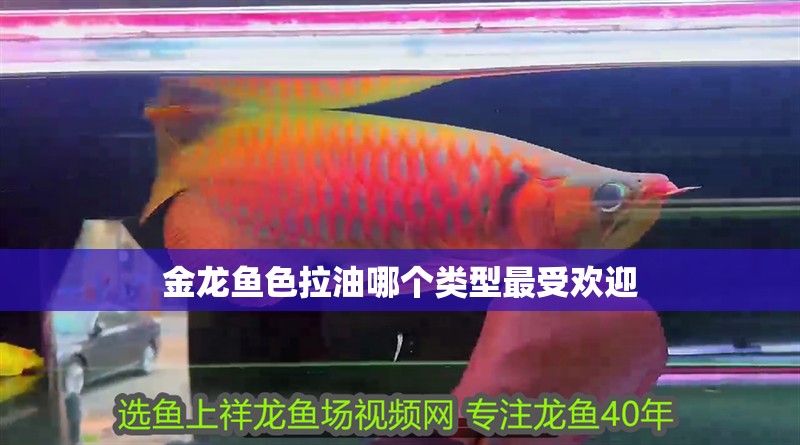 金龍魚色拉油哪個類型最受歡迎