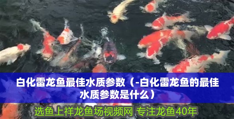 白化雷龍魚最佳水質參數（-白化雷龍魚的最佳水質參數是什么）