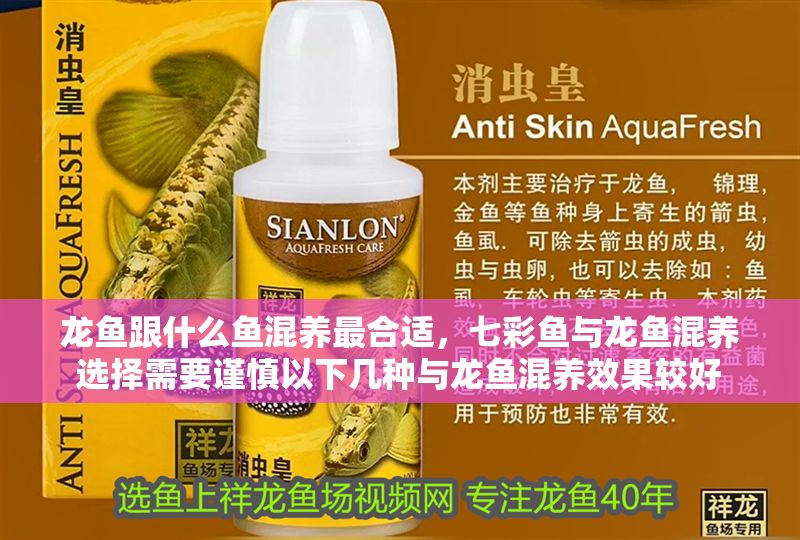 龍魚跟什么魚混養最合適，七彩魚與龍魚混養選擇需要謹慎以下幾種與龍魚混養效果較好