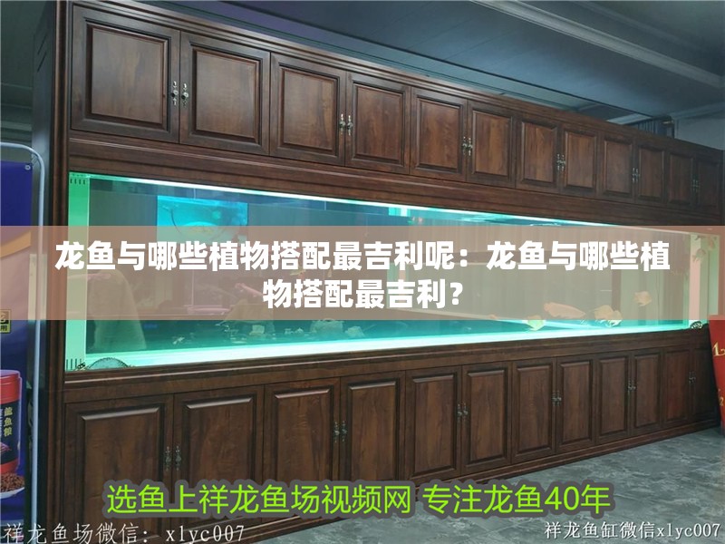 龍魚與哪些植物搭配最吉利呢：龍魚與哪些植物搭配最吉利？