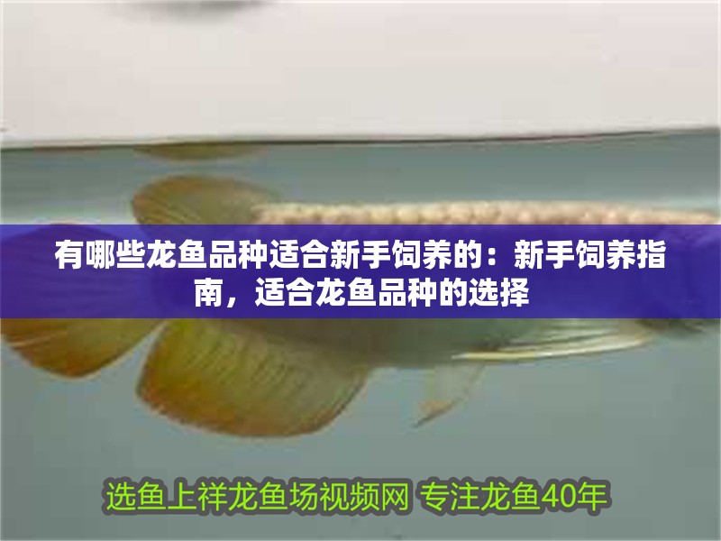 有哪些龍魚品種適合新手飼養的：新手飼養指南，適合龍魚品種的選擇
