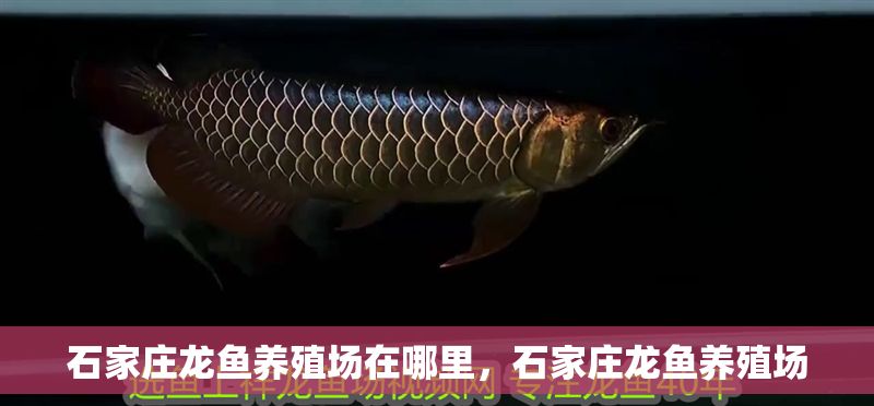 石家莊龍魚養(yǎng)殖場在哪里，石家莊龍魚養(yǎng)殖場