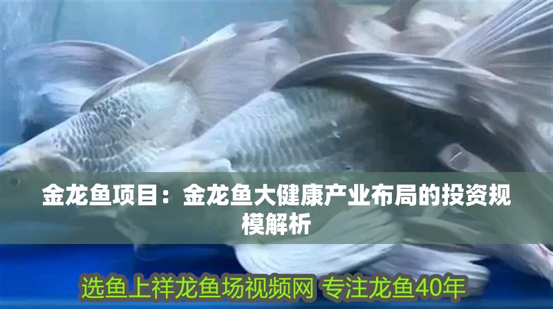 金龍魚項目：金龍魚大健康產業布局的投資規模解析