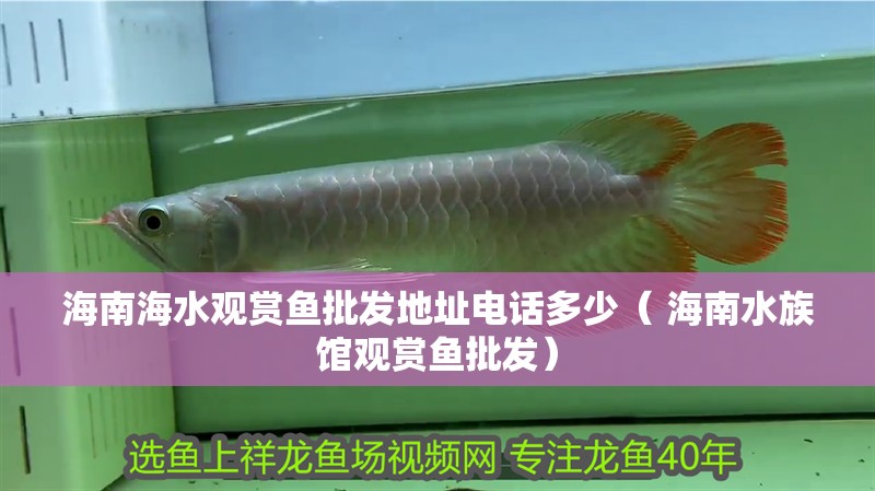 海南海水觀賞魚批發地址電話多少（ 海南水族館觀賞魚批發）