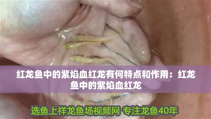 紅龍魚中的紫焰血紅龍有何特點和作用：紅龍魚中的紫焰血紅龍