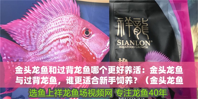 金頭龍魚和過背龍魚哪個更好養活：金頭龍魚與過背龍魚，誰更適合新手飼養？（金頭龍魚與過背龍魚的區別）