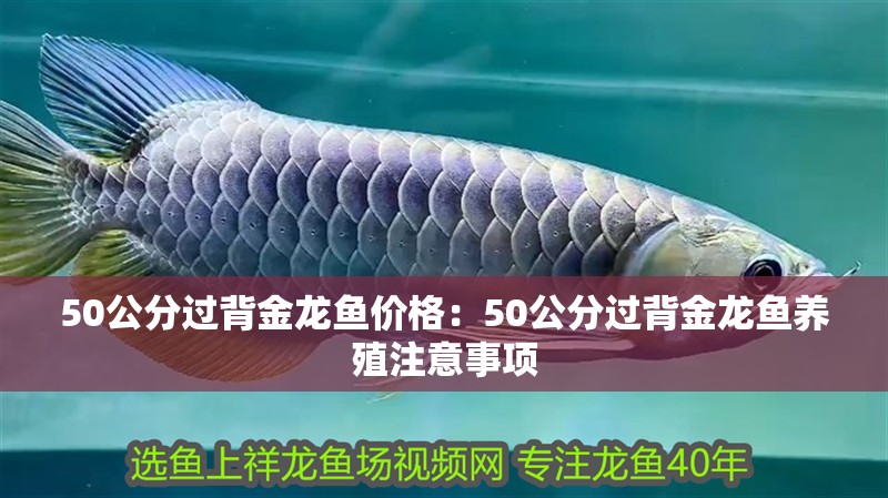 50公分過背金龍魚價格：50公分過背金龍魚養殖注意事項