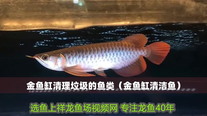 金魚缸清理垃圾的魚類（金魚缸清潔魚）