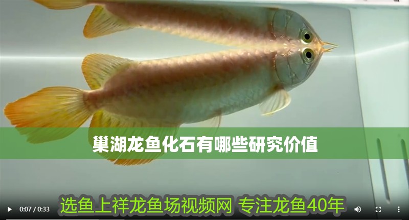 <strong><mark>巢湖</mark></strong>龍魚化石有哪些研究價值