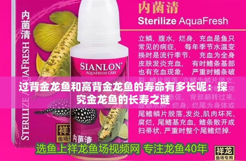 過背金龍魚和高背金龍魚的壽命有多長呢：探究金龍魚的長壽之謎