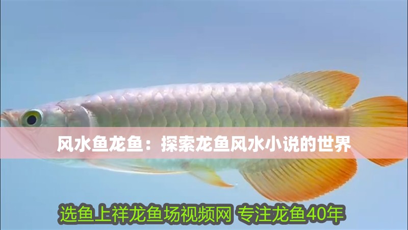 風(fēng)水魚(yú)龍魚(yú)：探索龍魚(yú)風(fēng)水小說(shuō)的世界