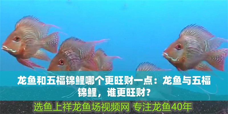 龍魚(yú)和五福錦鯉哪個(gè)更旺財(cái)一點(diǎn)：龍魚(yú)與五福錦鯉，誰(shuí)更旺財(cái)？