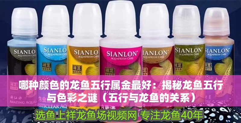 哪種顏色的龍魚五行屬金最好：揭秘龍魚五行與色彩之謎（五行與龍魚的關(guān)系）