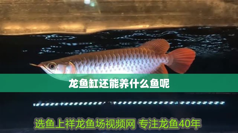 龍魚缸還能養什么魚呢