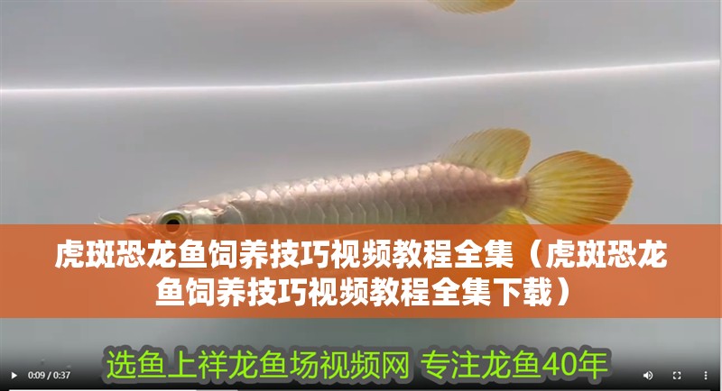 虎斑恐龍魚飼養技巧視頻教程全集（虎斑恐龍魚飼養技巧視頻教程全集下載）