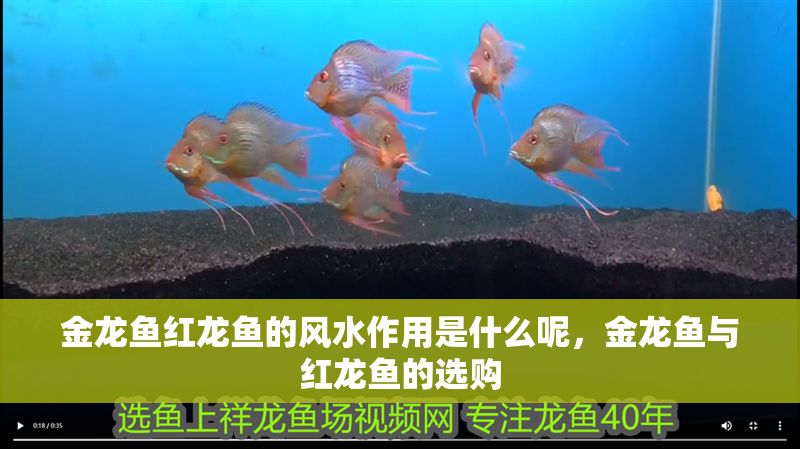 金龍魚紅龍魚的風水作用是什么呢，金龍魚與紅龍魚的選購 金龍魚紅龍魚的風水作用是什么呢，金龍魚與紅龍魚的選購 龍魚百科 第6張