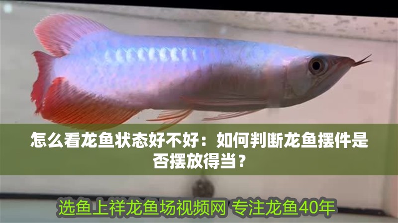 怎么看龍魚狀態好不好：如何判斷龍魚擺件是否擺放得當？