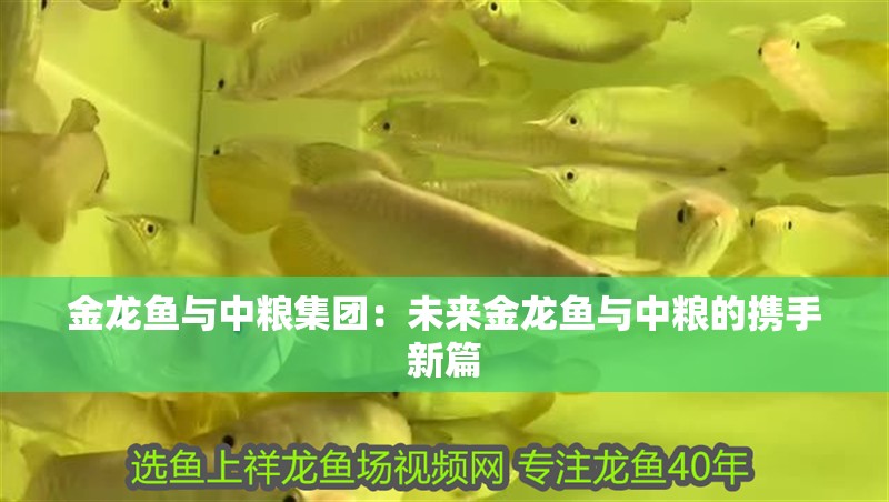 金龍魚與中糧集團：未來金龍魚與中糧的攜手新篇