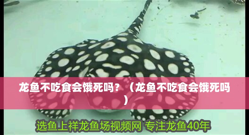 龍魚不吃食會餓死嗎？（龍魚不吃食會餓死嗎）