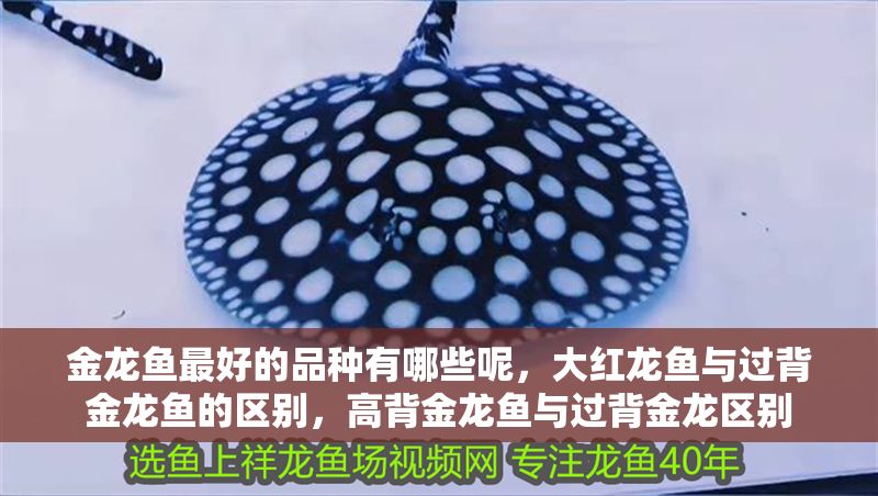 金龍魚最好的品種有哪些呢，大紅龍魚與過背金龍魚的區別，高背金龍魚與過背金龍區別