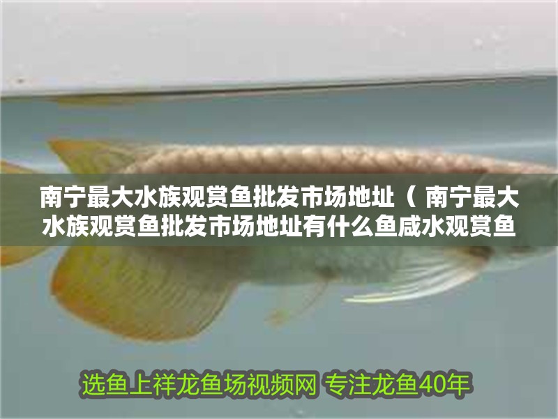 南寧最大水族觀賞魚批發市場地址（ 南寧最大水族觀賞魚批發市場地址有什么魚咸水觀賞魚）