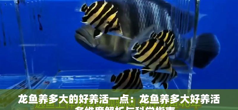 龍魚養多大的好養活一點：龍魚養多大好養活，多維度解析與科學指南