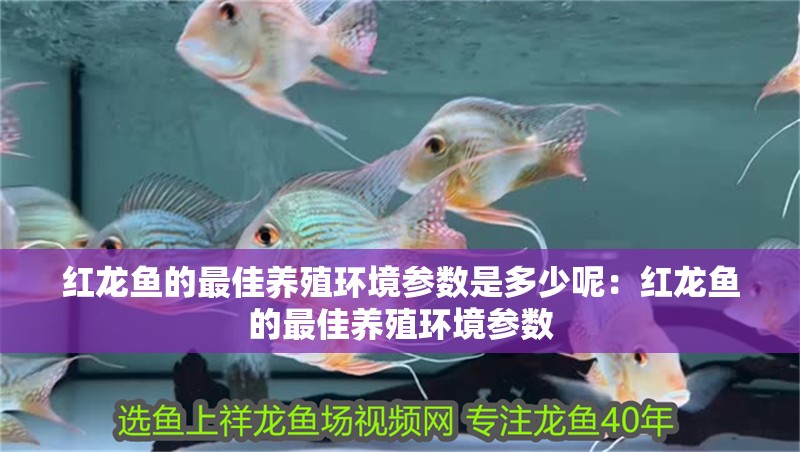 紅龍魚的最佳養殖環境參數是多少呢：紅龍魚的最佳養殖環境參數